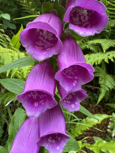 purple foxglove