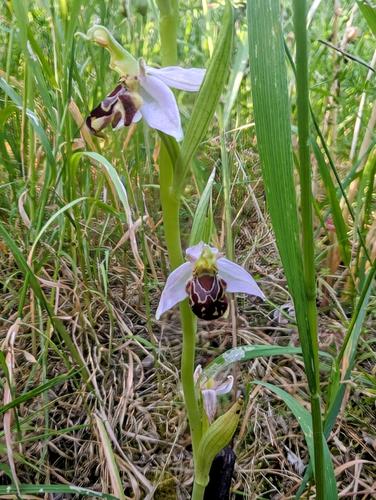 Bee Orchid
