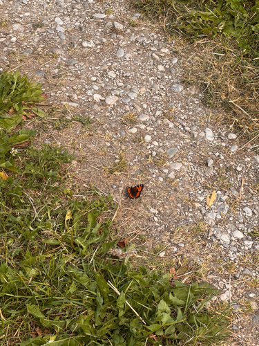Small Tortoiseshell