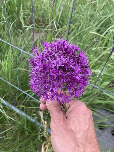 Allium 'Purple Sensation'