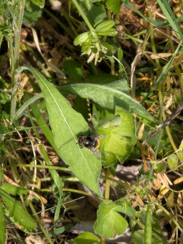 Narcissus Bulb Fly
