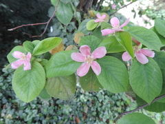 Pseudocydonia sinensis