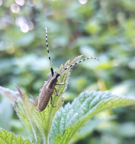 Golden-bloomed Longhorn Beetle