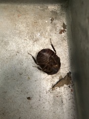 Homoeogamia mexicana