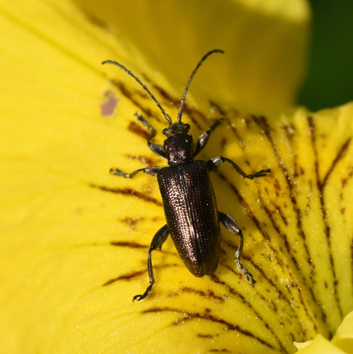 jewel reed beetle