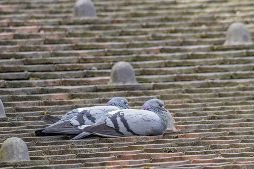 Feral Pigeon