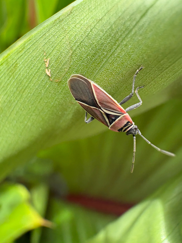 White-crossed Seed Bug