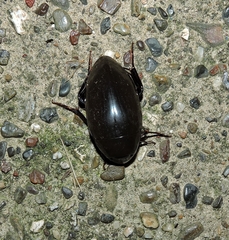 Hydrophilus