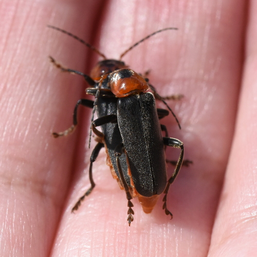 Dark Sailor Beetle