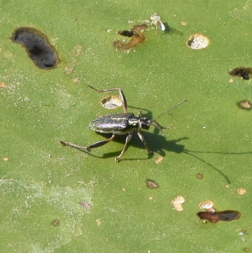 Donacia crassipes