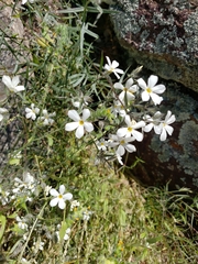 Phlox tenuifolia