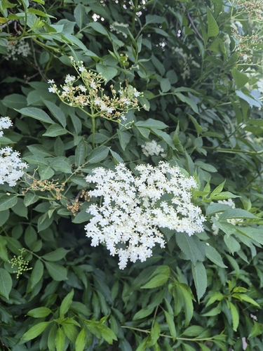 European black elderberry