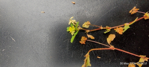 Lesser hop trefoil