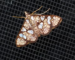 Glyphodes canthusalis