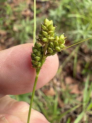 Hirsute sedge (Carex complanata)