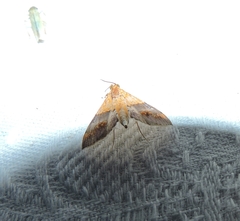 Tetracona amathealis