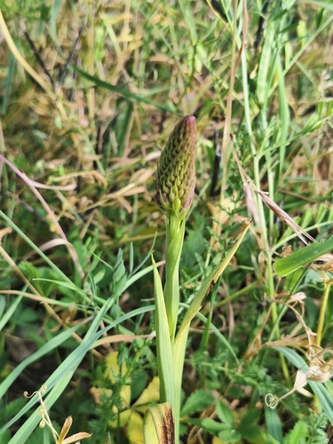 pyramidal orchid