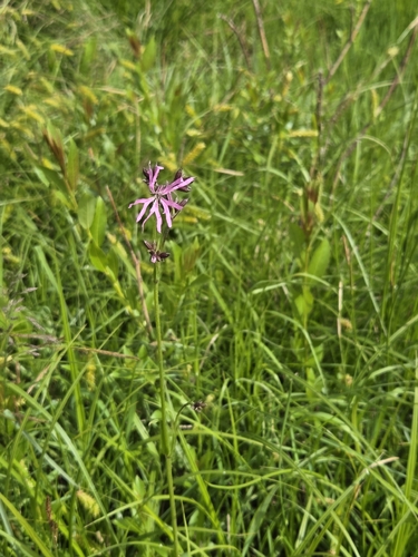 ragged-robin
