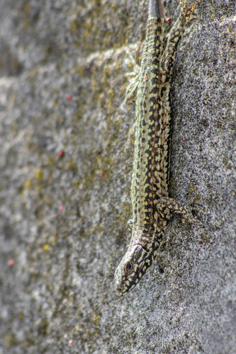 Common Wall Lizard