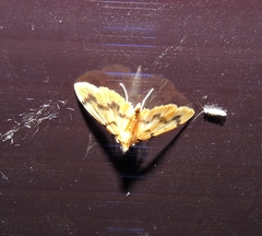 Dichocrocis clytusalis