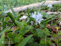 Bellevalia hyacinthoides