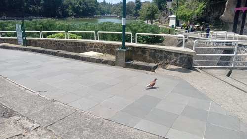 Feral Pigeon