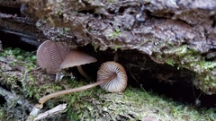 Mycena stipata