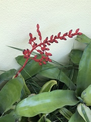 Aechmea fulgens