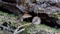 Mycena stipata