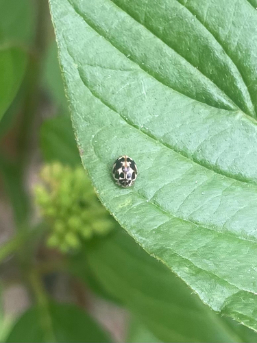 Twenty-spotted Lady Beetle