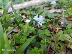 Bellevalia hyacinthoides