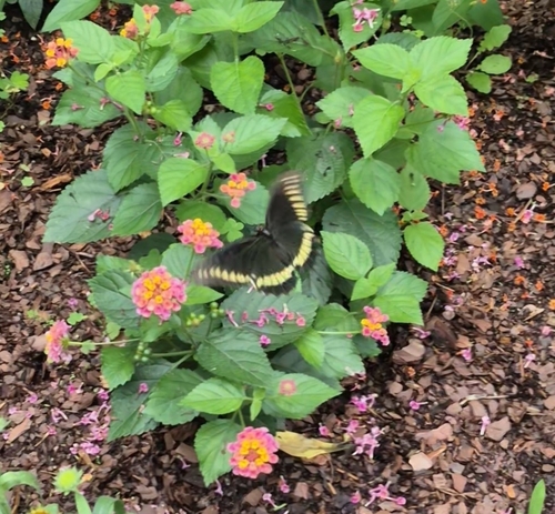 Polydamas Swallowtail