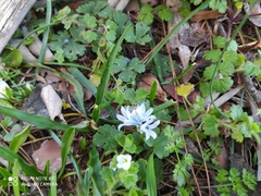 Bellevalia hyacinthoides