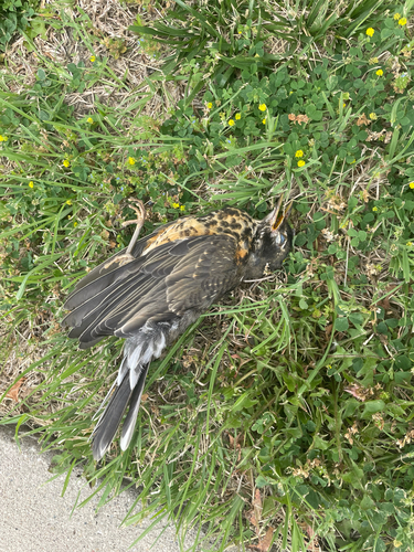 American Robin photographed in Iowa