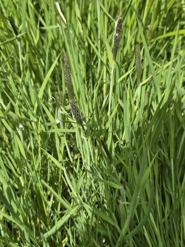 Marsh foxtail