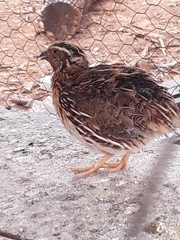 Coturnix