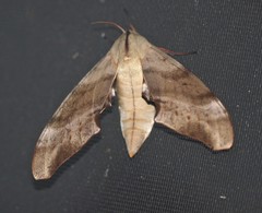 Coequosa australasiae