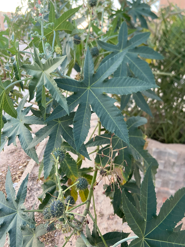 castor bean