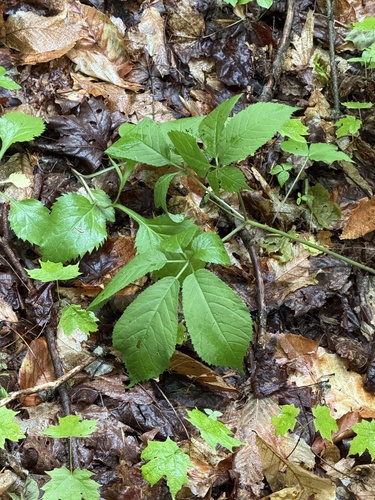 American ginseng