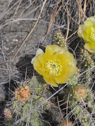Brittle Pricklypear