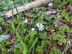 Bellevalia hyacinthoides