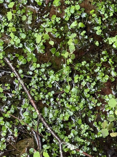 American golden saxifrage