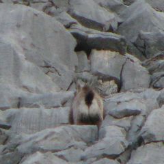 Rupicapra rupicapra balcanica