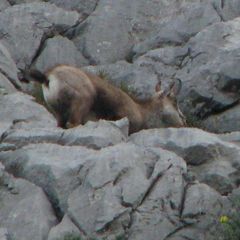 Rupicapra rupicapra balcanica