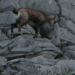 Rupicapra rupicapra balcanica