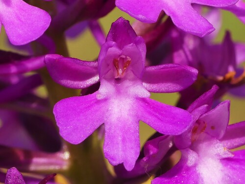 pyramidal orchid