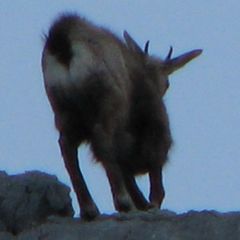 Rupicapra rupicapra balcanica