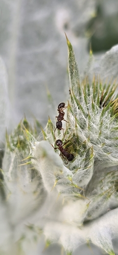 Myrmica deplanataMyrmica deplanata