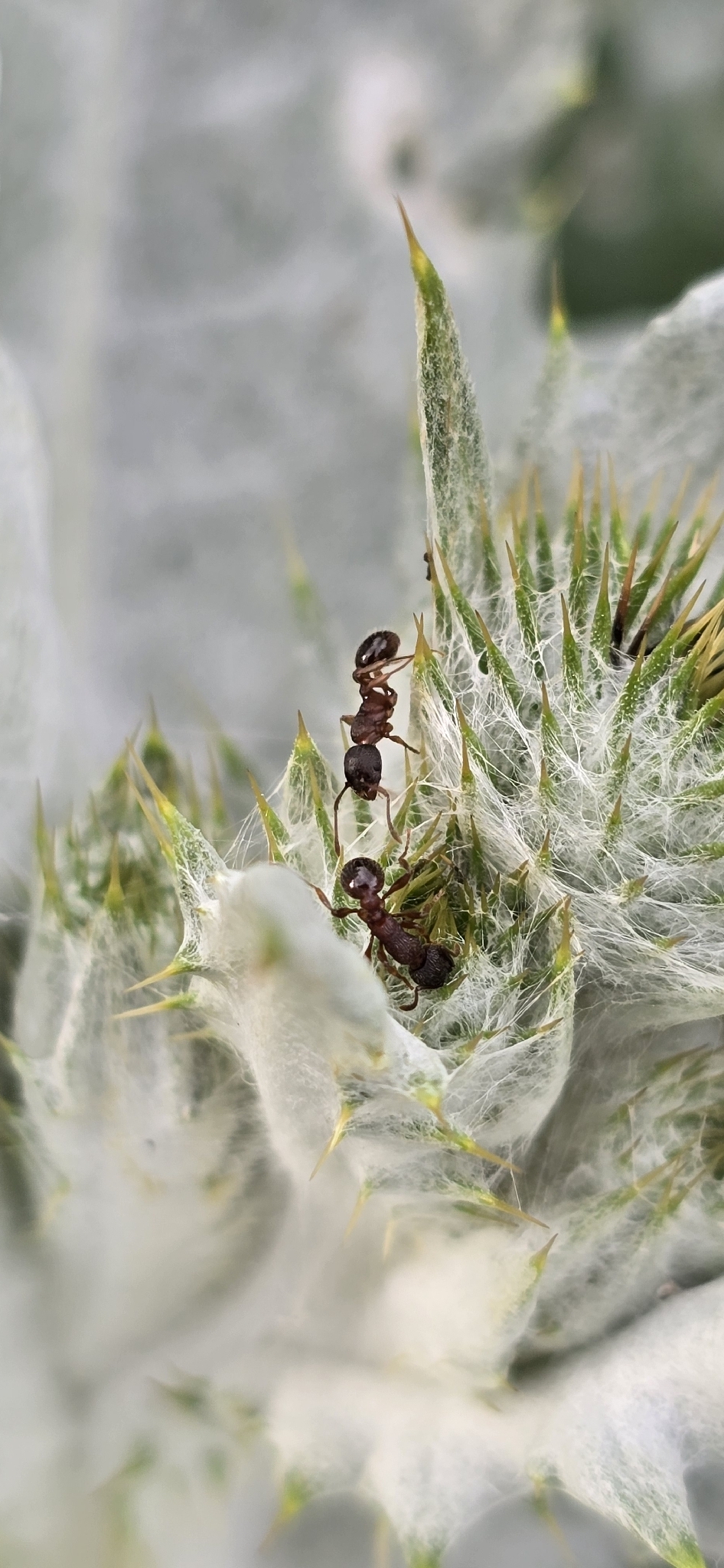 Myrmica deplanata