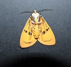 Asota iodamia